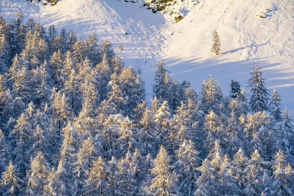 Trees with pristine snow. Alps, Europe.
