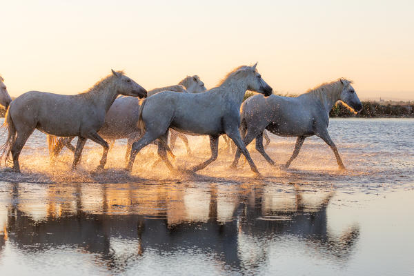 Wild Horses of Camargue running on water at sunset, Aigues Mortes, Southern France, Europe