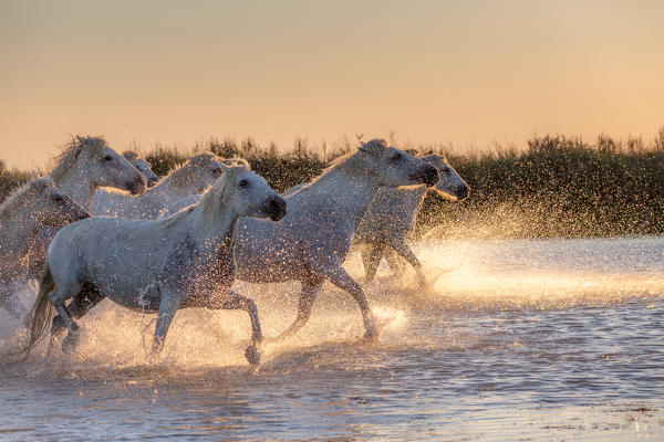 Wild Horses of Camargue running on water at sunset, Aigues Mortes, Southern France, Europe