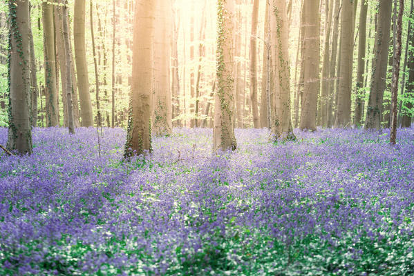 Hallerbos enchanted forest in Belgium, bluebells flowers in bloom