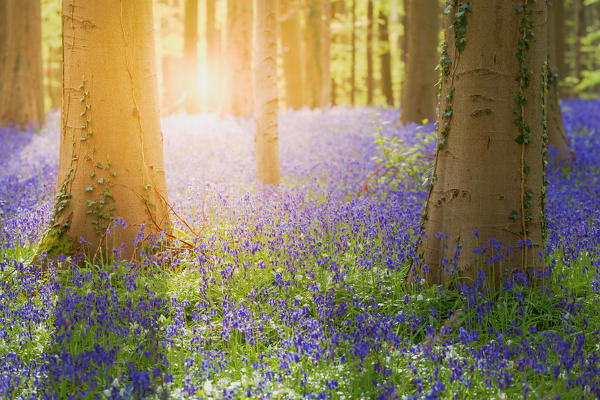 Hallerbos enchanted forest in Belgium, bluebells flowers in bloom