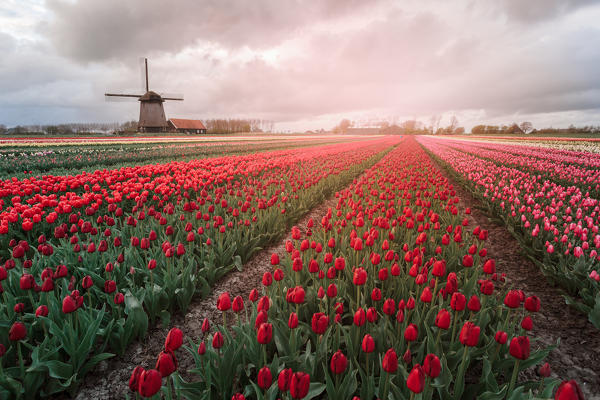 Tulips and windmills in Netherlands at sunset. Alkmaar, Holland