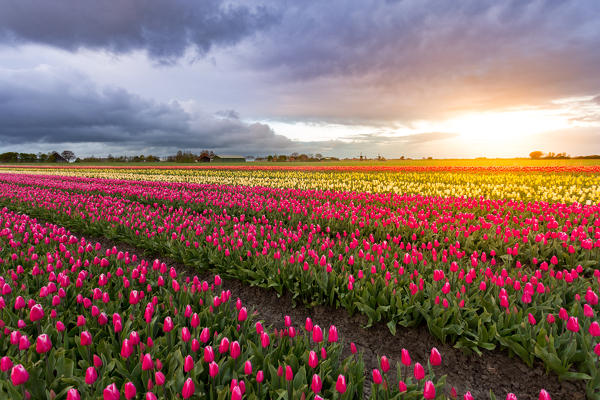 Tulips and windmills in Netherlands at sunset. Alkmaar, Holland