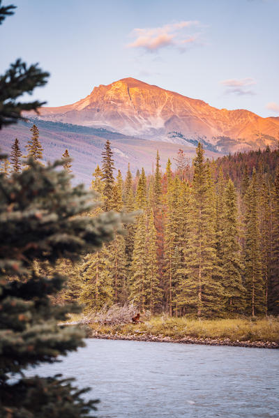 Autumn landscape in the Canadian Rockies. Jasper Alberta, Canada.