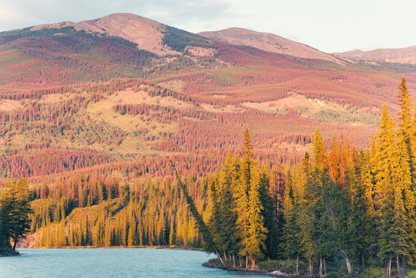 Autumn landscape in the Canadian Rockies. Jasper Alberta, Canada.