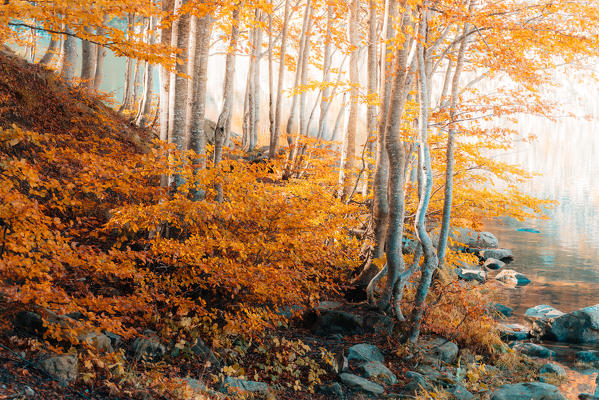 Autumn forest in the italian Appennines. Modena, Emilia Romagna, Italy.