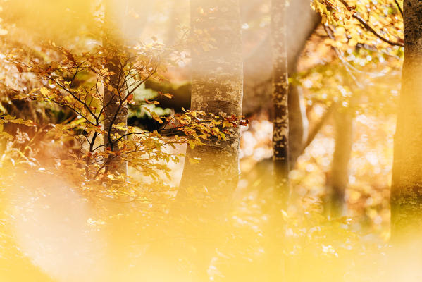 Autumn forest in the italian Appennines. Fall color leaves. Modena, Emilia Romagna, Italy.