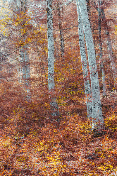 Foliage in Val Fondillo, Abruzzo National Park, Italy
