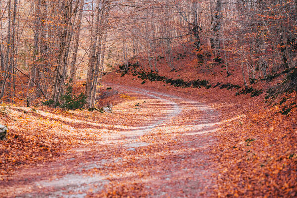 Fall foliage at Abruzzo National Park, Italy. Forest in autumn