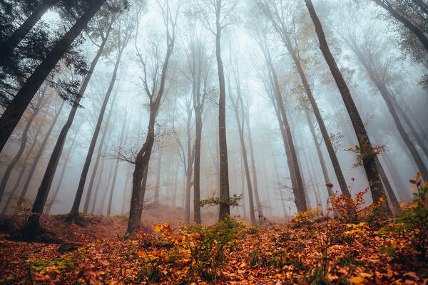 Fall folliage at Foreste Casentinesi National Park, Italy. Forest in autumn