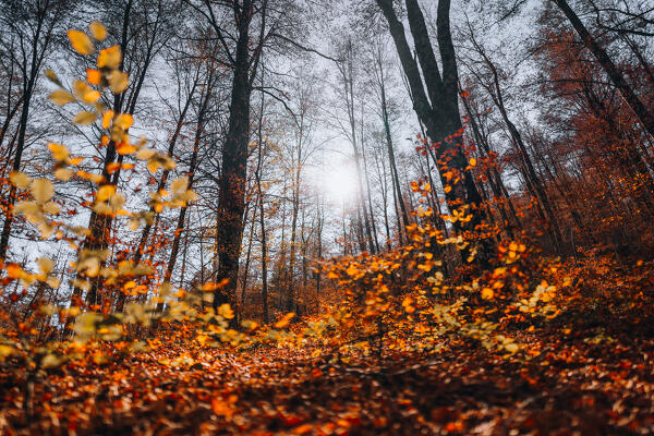 Fall foliage at Abruzzo National Park, Italy. Forest in autumn