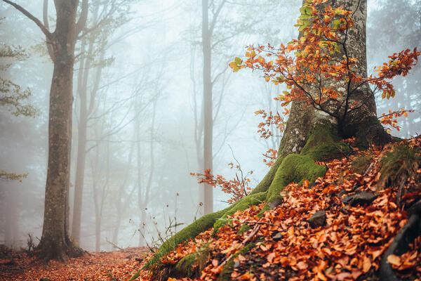Fall folliage at Foreste Casentinesi National Park, Italy. Forest in autumn