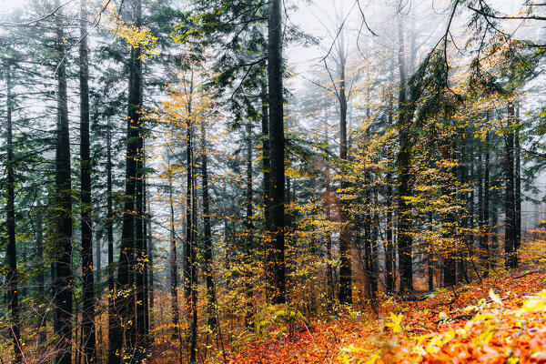 Foreste Casentinesi, Italy. Forest in autumn, mystery mood. 