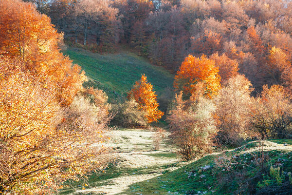 colorful autumn foliage in Parco Nazionale Abruzzo Italy. Landscape