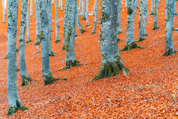 Forest in autumn, foliage. Forca d'Acero, Abruzzo National Park