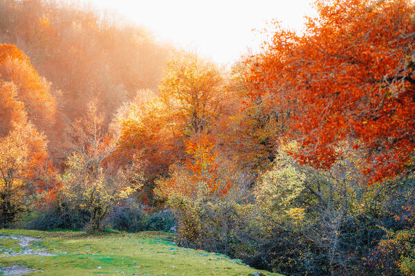 colorful autumn foliage Parco Nazionale Abruzzo Italy. Landscape