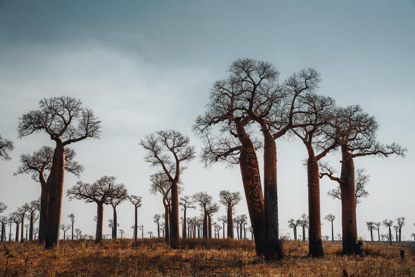 Baobab trees near Morondava Madacascar. Africa