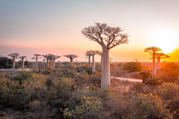 Baobab trees near Morondava Madacascar. Africa