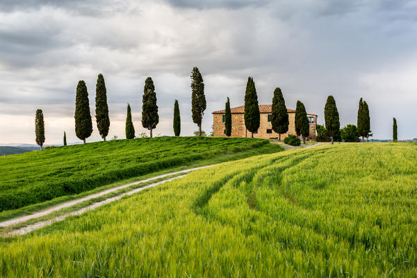 Val d'Orcia, Tuscany, Italy. A lonely farmhouse with cypress trees standing in line in foreground.