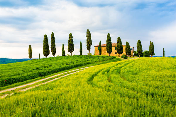Val d'Orcia, Tuscany, Italy. A lonely farmhouse with cypress trees standing in line in foreground.