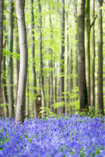 Hallerbos, beech forest in Belgium full of blue bells flowers.