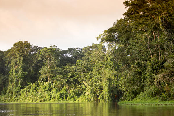 Tortuguero National Park, Costa Rica, view of the rainforest from a boat in the canals