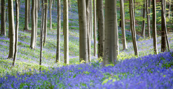 Hallerbos, beech forest in Belgium full of blue bells flowers.