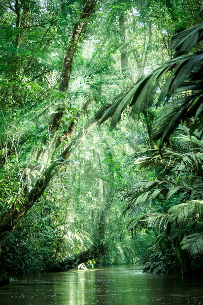 Tortuguero National Park, Costa Rica, view of the rainforest from a boat in the canals