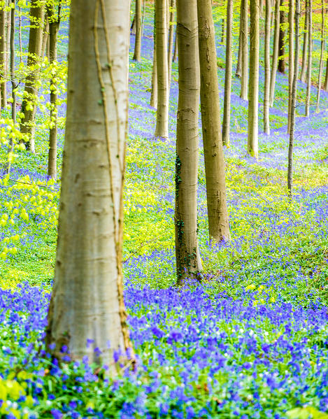 Hallerbos, beech forest in Belgium full of blue bells flowers.