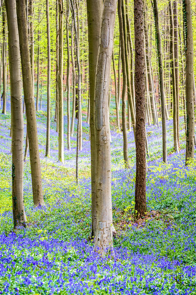 Hallerbos, beech forest in Belgium full of blue bells flowers.