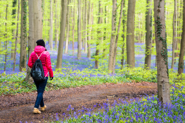Hallerbos, beech forest in Belgium full of blue bells flowers.