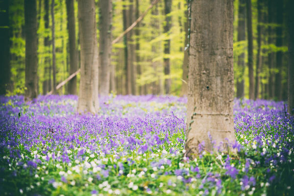 Hallerbos, beech forest in Belgium full of blue bells flowers.