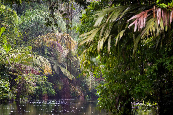 Costa Rica, Tortuguero National Park.