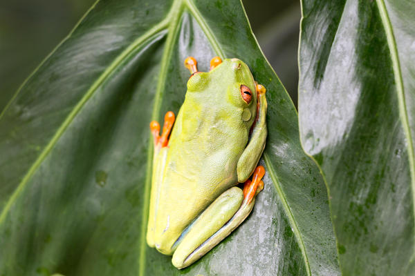 Tortuguero National Park, Costa Rica, Central America.  Wild red eyed tree frog looking at the camera