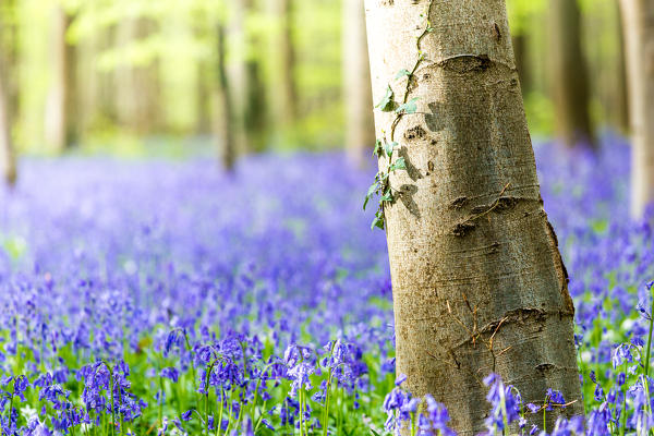 Hallerbos, beech forest in Belgium full of blue bells flowers.