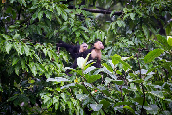 Costa Rica, Tortuguero National Park.