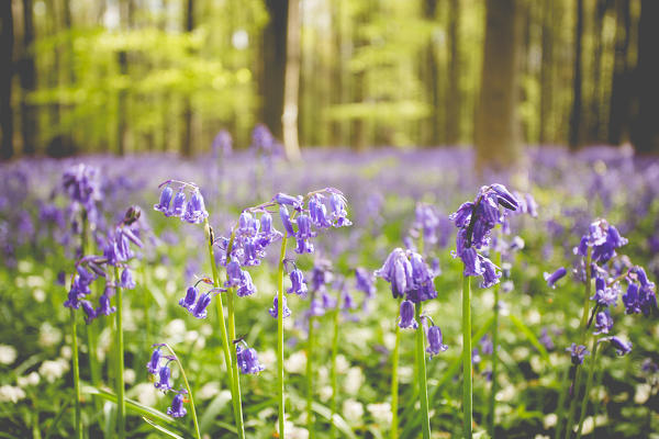 Hallerbos, beech forest in Belgium full of blue bells flowers.