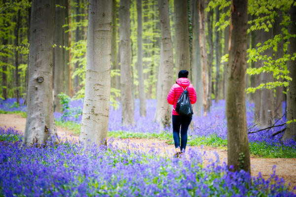 Hallerbos, beech forest in Belgium full of blue bells flowers.