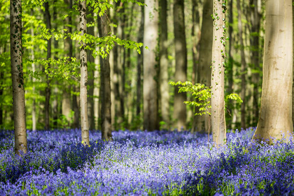 Hallerbos, beech forest in Belgium full of blue bells flowers.