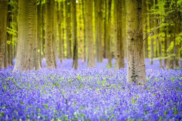 Hallerbos, beech forest in Belgium full of blue bells flowers.