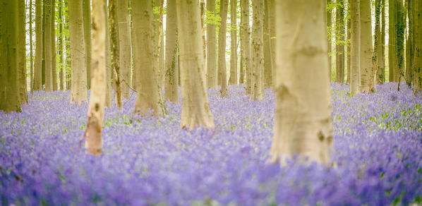 Hallerbos, beech forest in Belgium full of blue bells flowers.