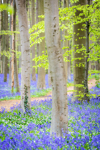 Hallerbos, beech forest in Belgium full of blue bells flowers.