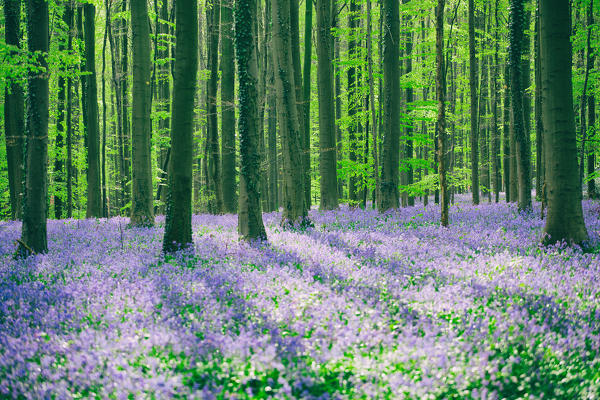 Hallerbos, beech forest in Belgium full of blue bells flowers.