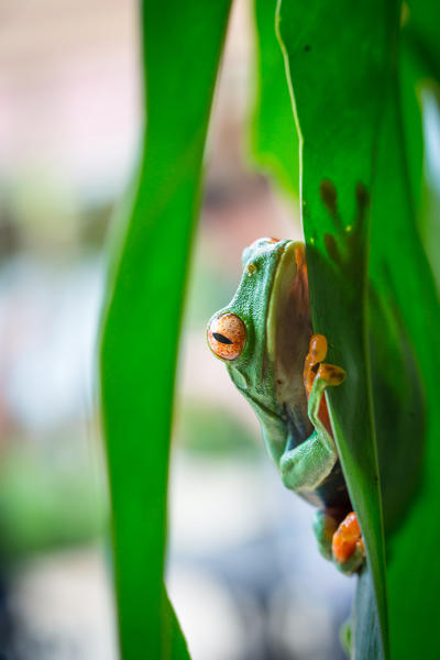 Tortuguero National Park, Costa Rica, Central America.  Wild red eyed tree frog looking at the camera