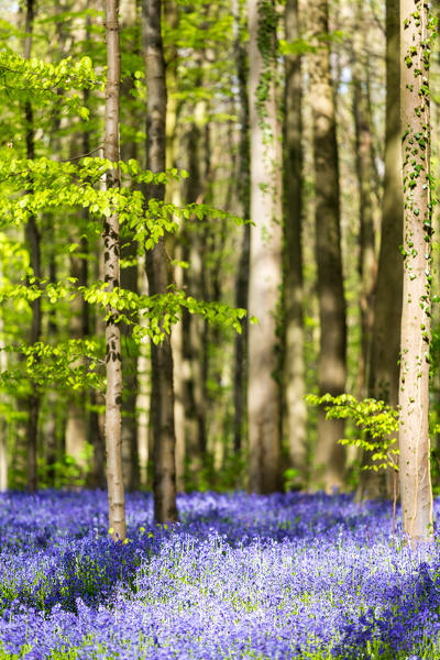 Hallerbos, beech forest in Belgium full of blue bells flowers.