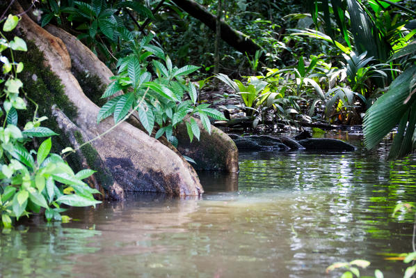 Costa Rica, Tortuguero National Park.