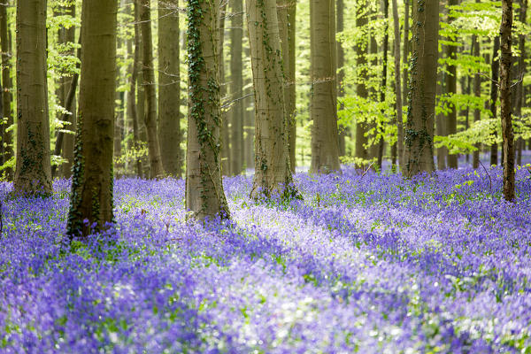 Hallerbos, beech forest in Belgium full of blue bells flowers.