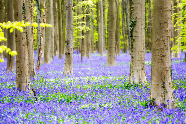 Hallerbos, beech forest in Belgium full of blue bells flowers.