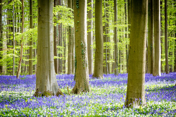 Hallerbos, beech forest in Belgium full of blue bells flowers.