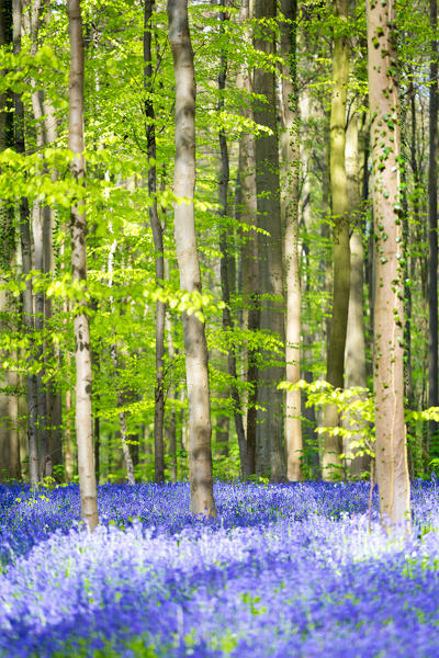 Hallerbos, beech forest in Belgium full of blue bells flowers.
